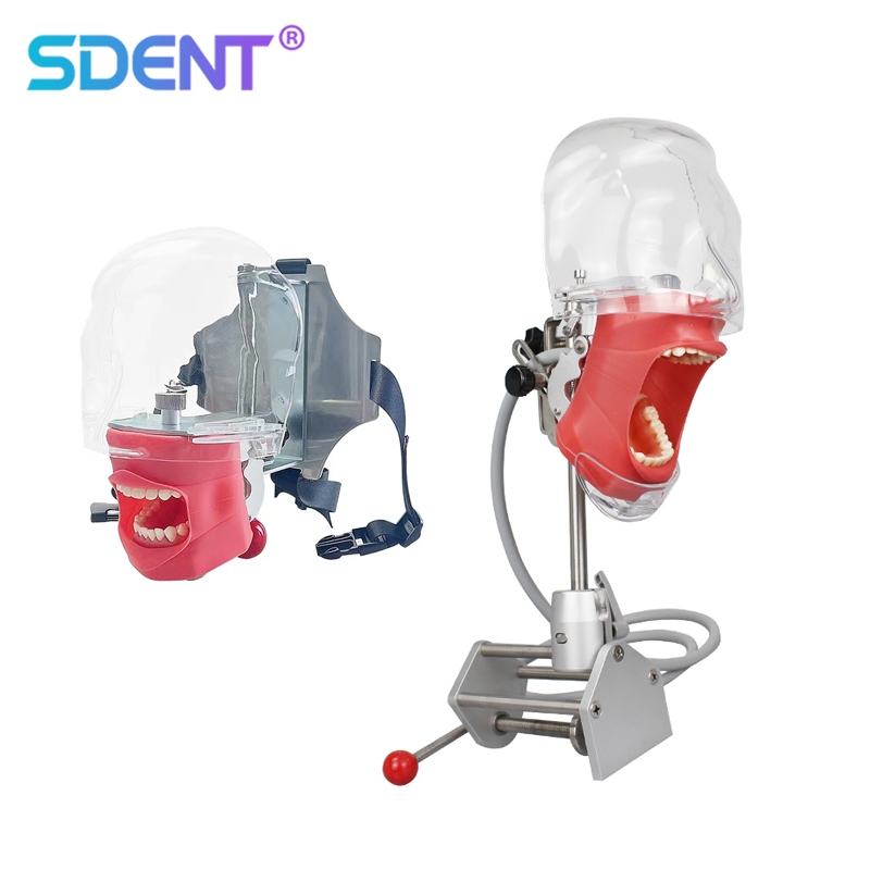 Dental Simulator Manikin Phantom Teeth Model with