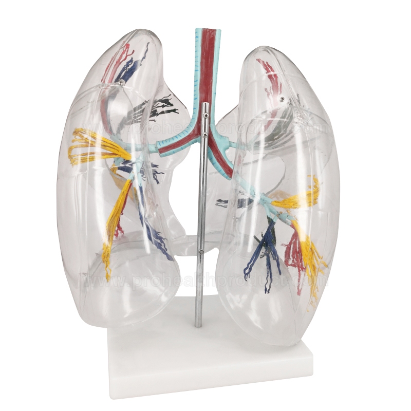 Transparent Human Lung Model with Bronchial Tree for Medical Teaching ...