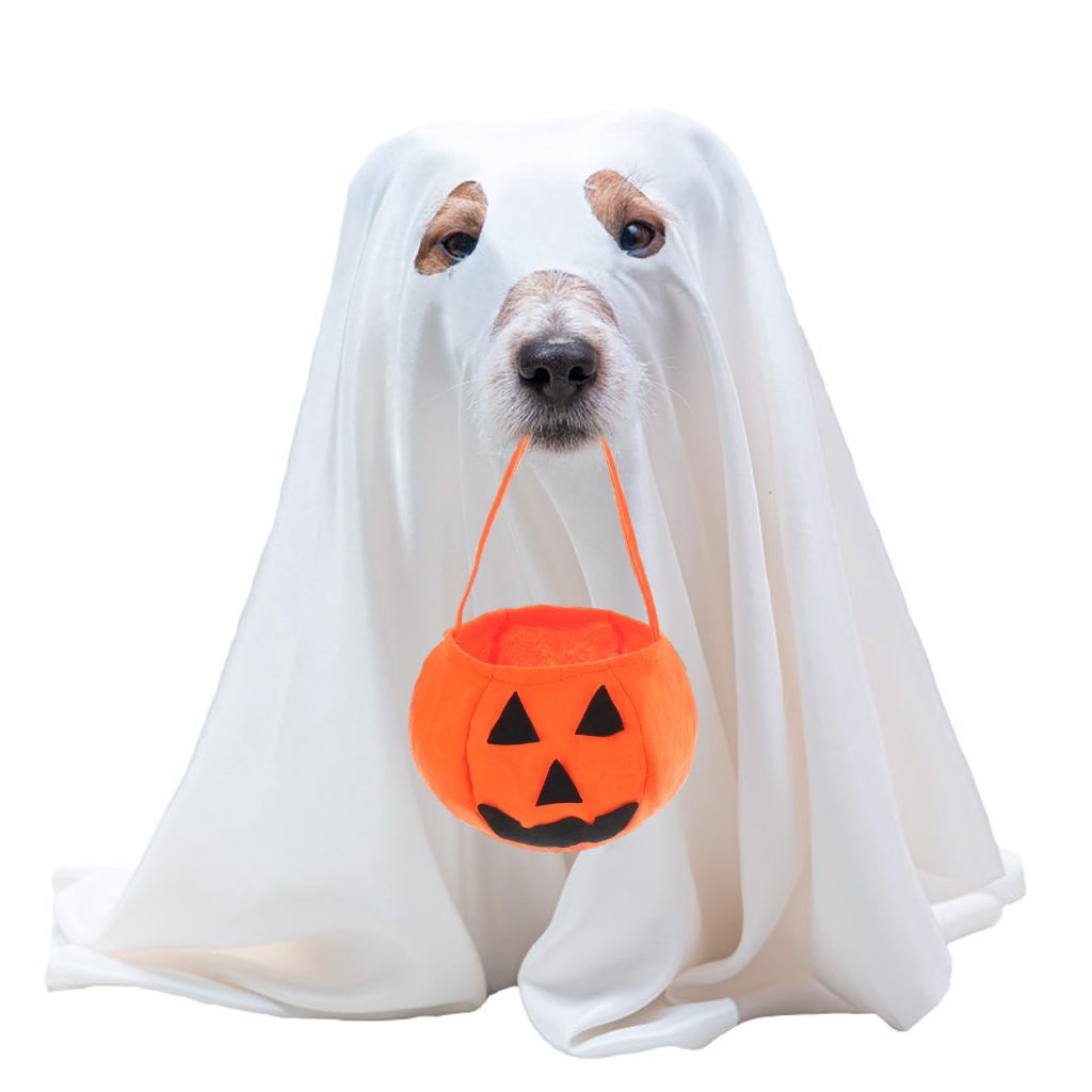 Dog Halloween Costumes Dog Ghost Costume with Felt Pumpkin Trick or