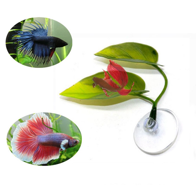 Betta Habitat Rest Hiding Leaves Spawning Lotus Leaves Simulation ...
