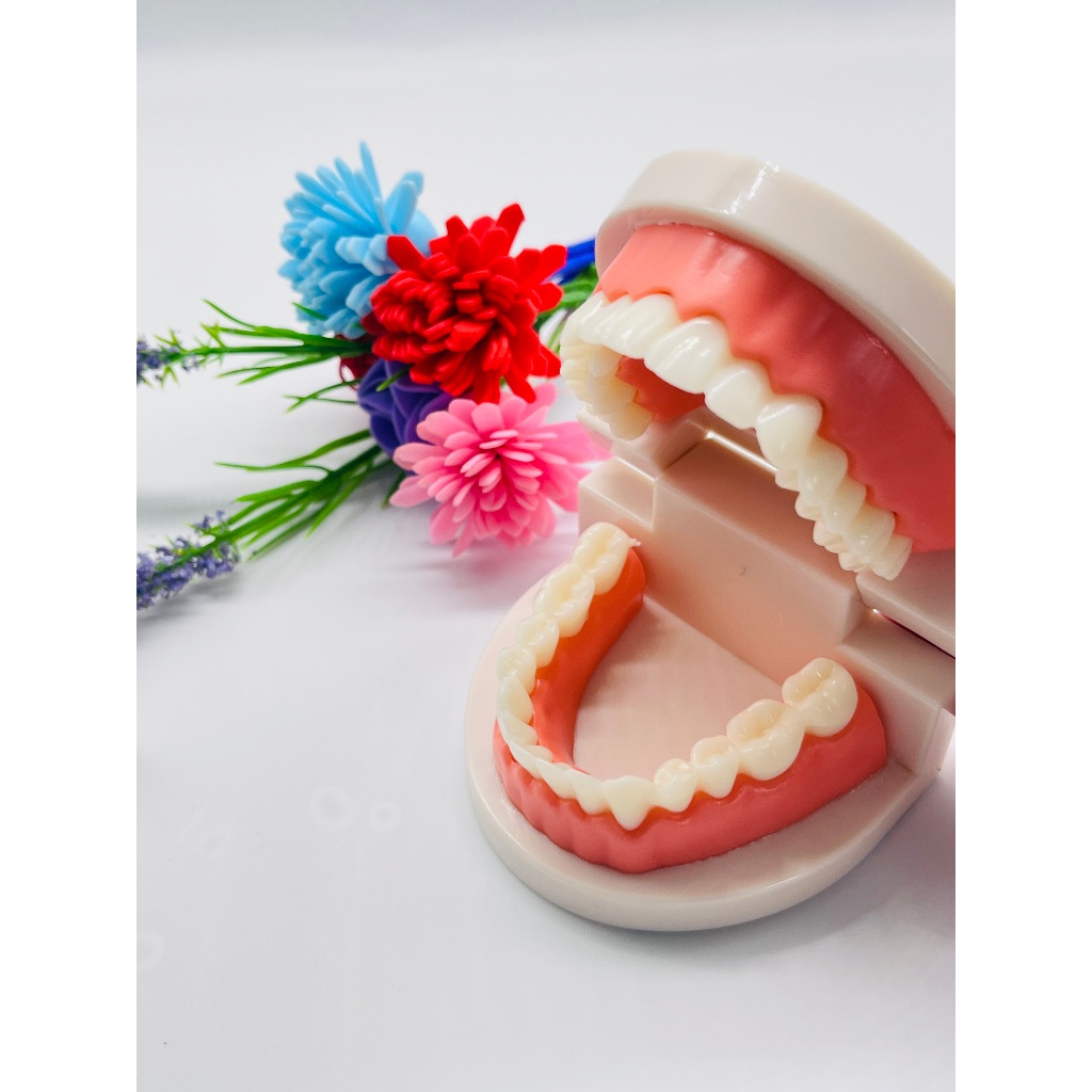 1pcs Standard Dental Model Teeth Teaching Model Plastic Teeth Model For ...