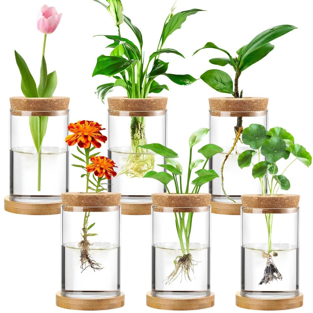 Plant Propagation Stations Desktop Propagated Plant Jars Terrarium ...