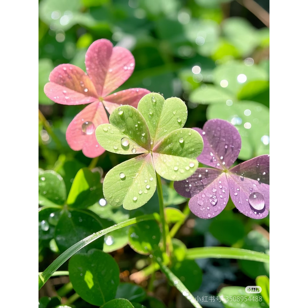 [Free Delivery]100seeds Colorful clover seeds | Shopee Philippines