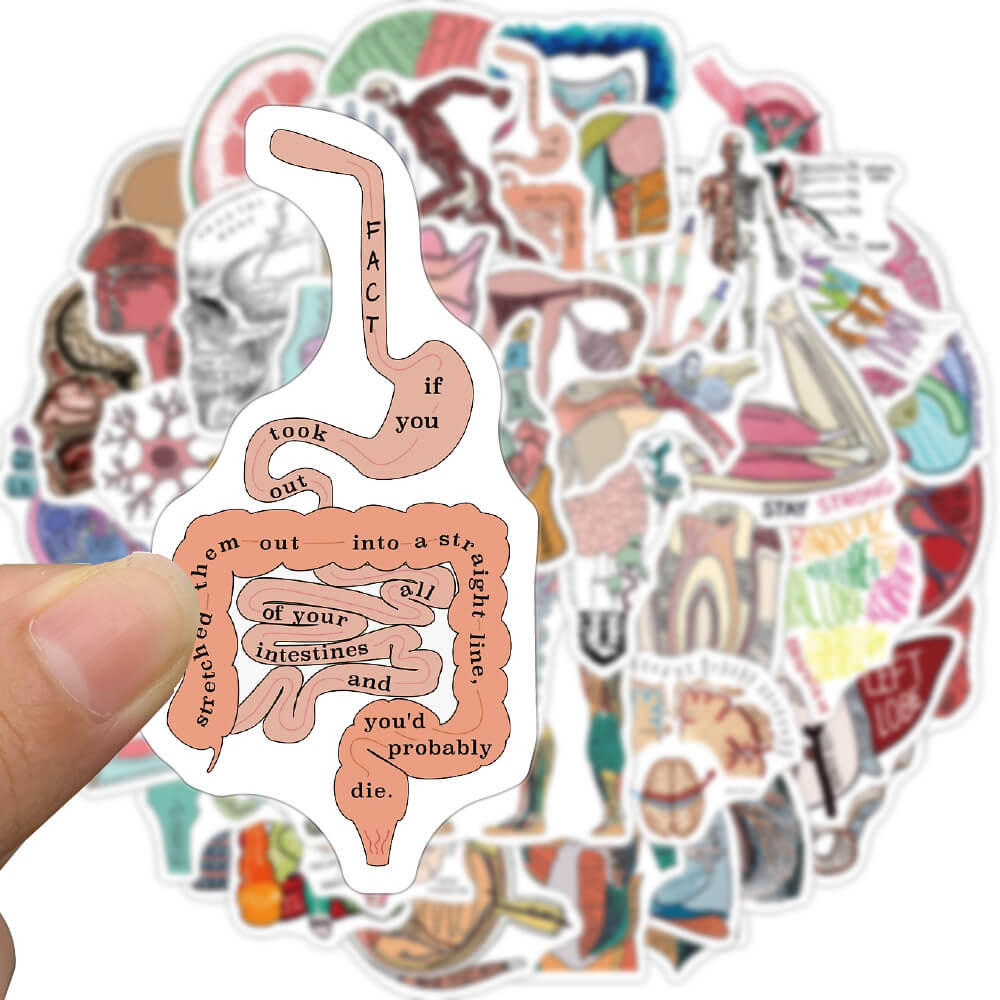 [Large Sticker]50Pcs Anatomy Stickers Human Body Organ Anatomy Map ...