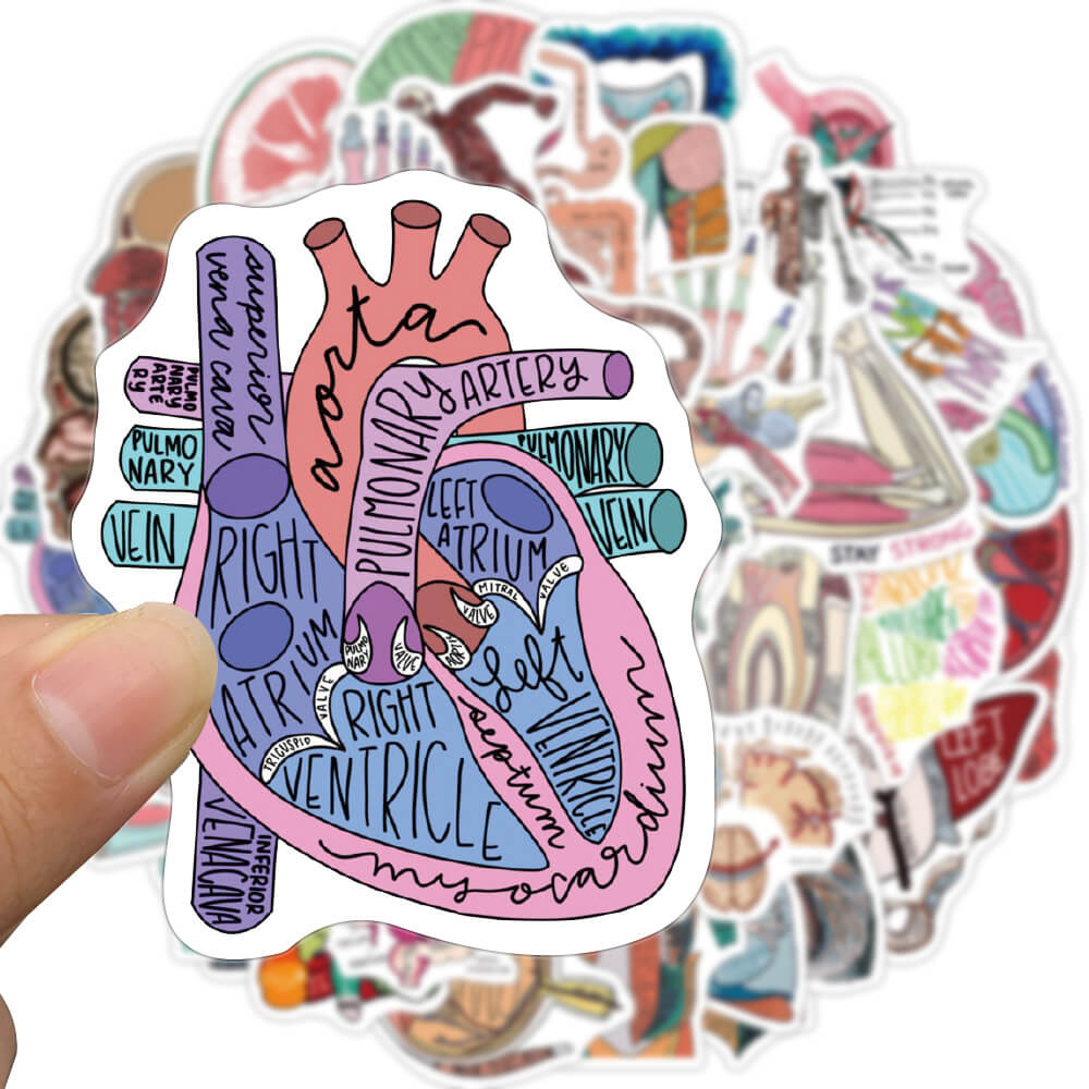 [Large Sticker]50Pcs Anatomy Stickers Human Body Organ Anatomy Map ...