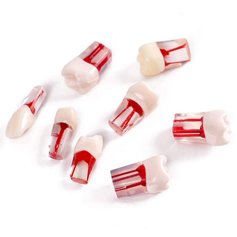 5Pcs Dental Endo Training Block Endodontics Root Canal Model RCT ...