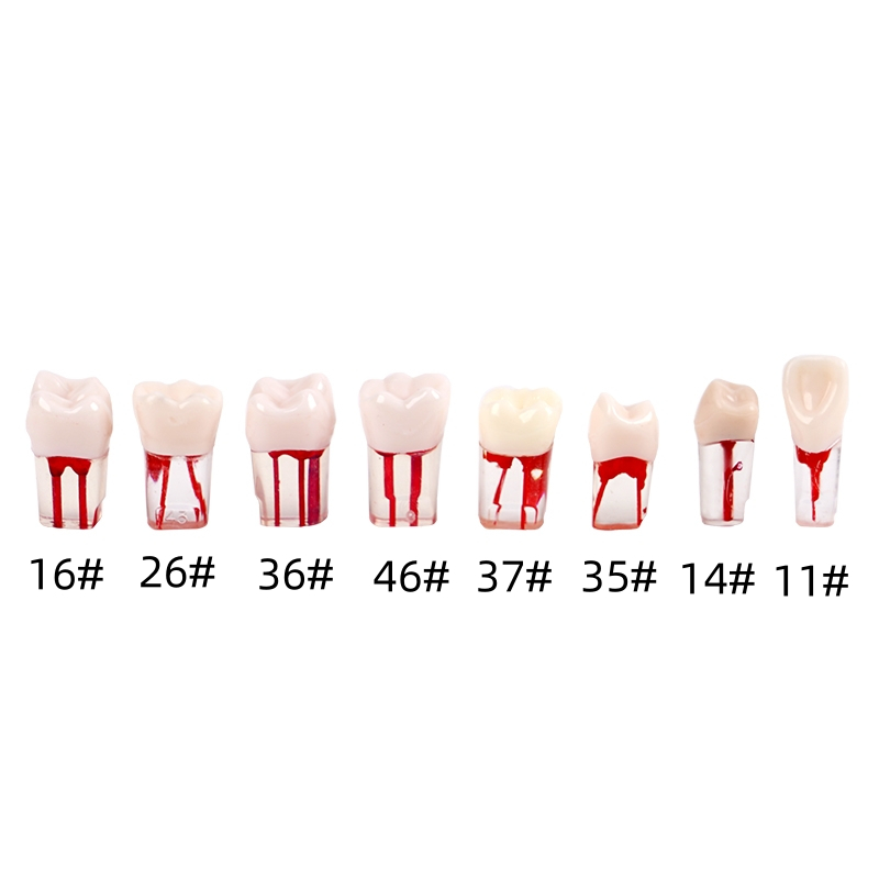 thumbnail image 2 of 36-Piece Dental Endodontic Root Canal Practice Teeth - RCT Study Model 2 of 5
