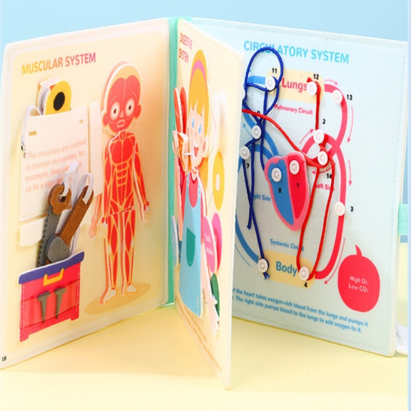 Montessori Human Body Parts With 3D Organs Human Anatomy Game Toy Book ...