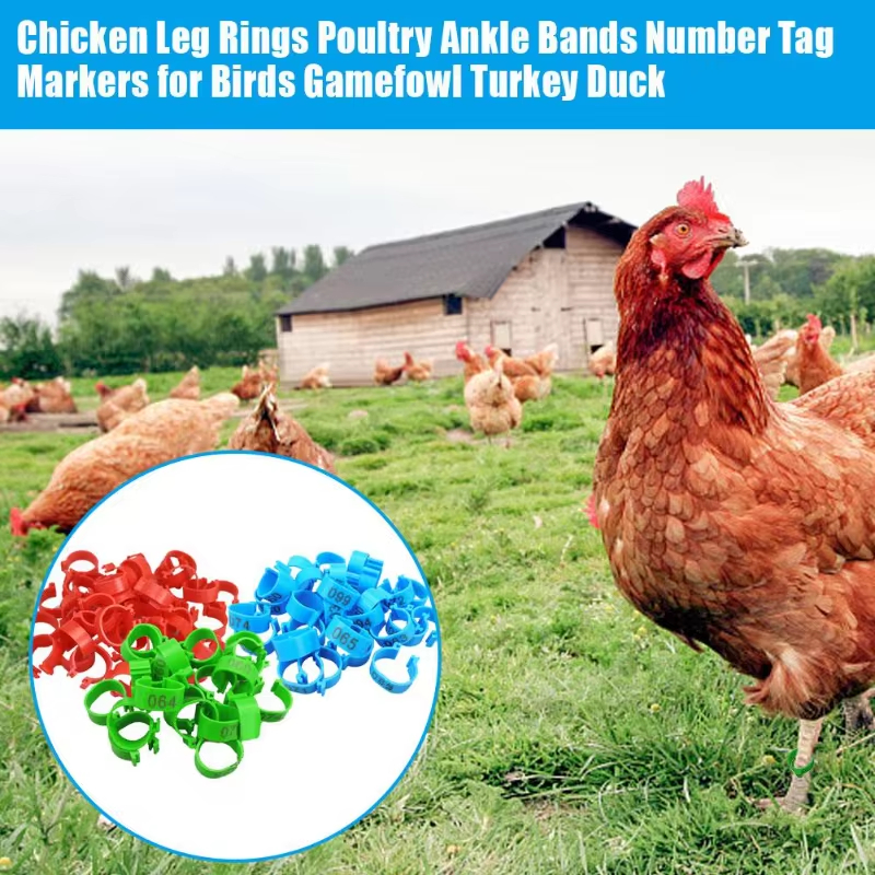 50/100Pcs Chicken Foot RingMultiple Color Gamefowl legband ring Chicken ...