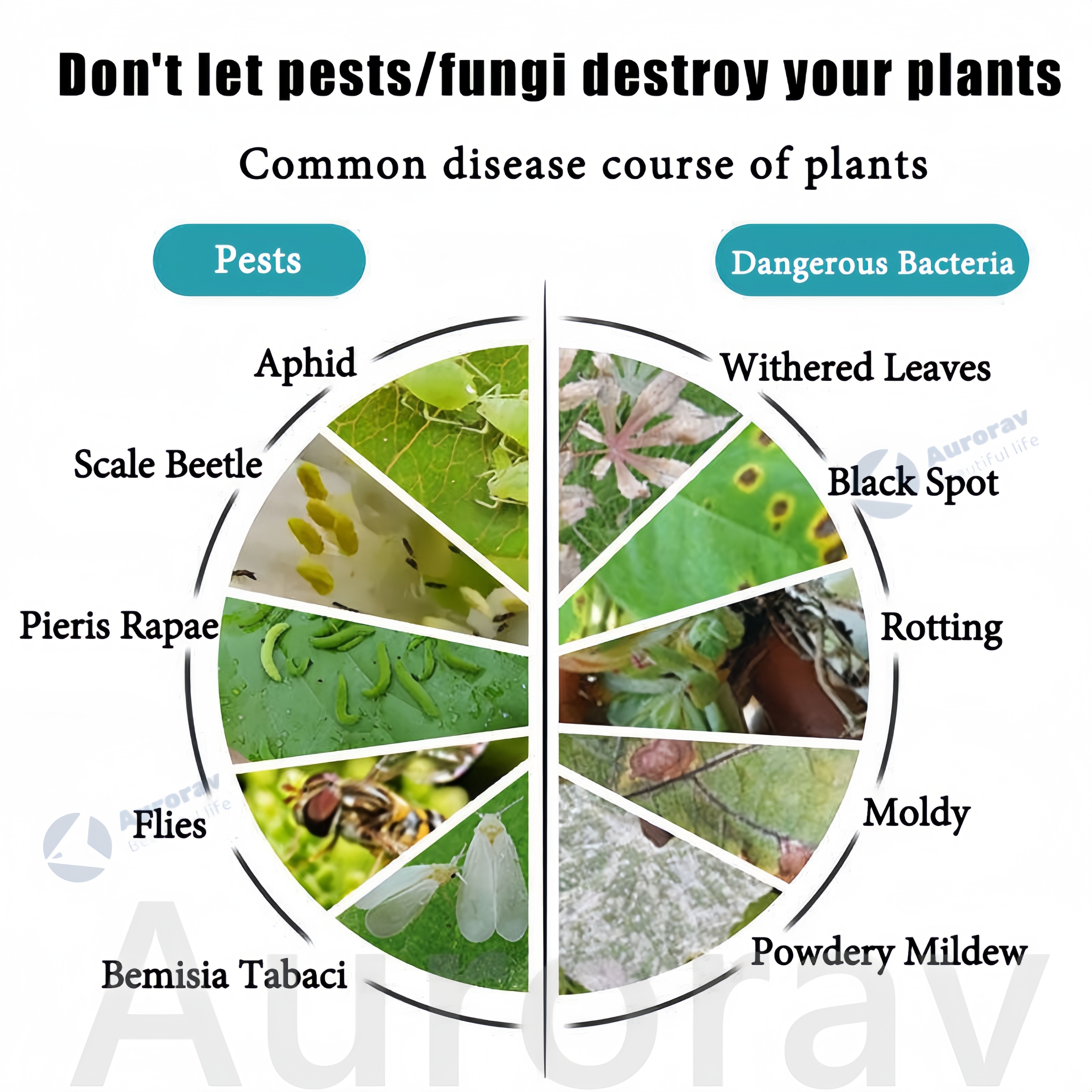 Plant Organic Insecticide Insecticide for Vegetables Pesticides for ...