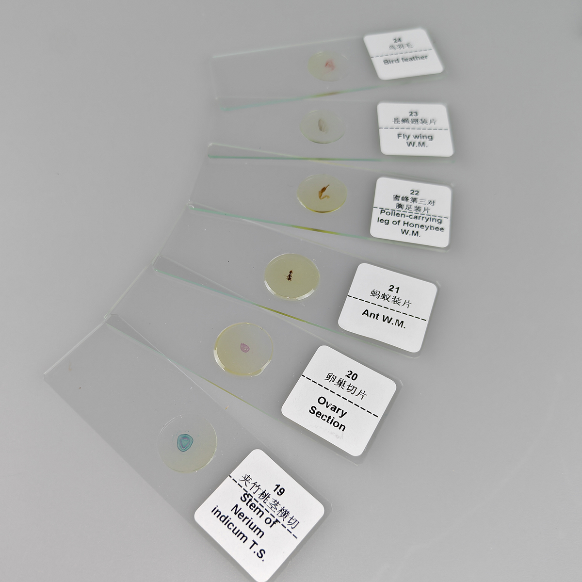 30PCS/Set Biological Prepared Slides Tissues Specimen Slices Science ...