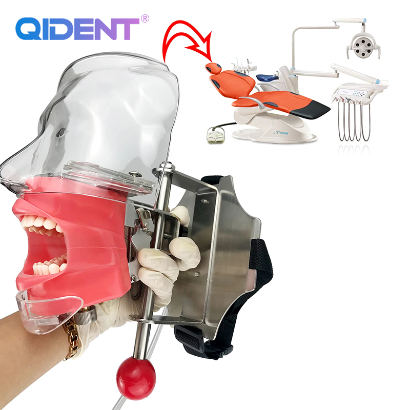 Dental Head Model Simulator Manikin Phantom Head Dental Phantom Head ...
