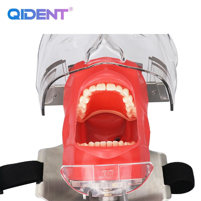 Dental Head Model Simulator Manikin Phantom Head Dental Phantom Head ...