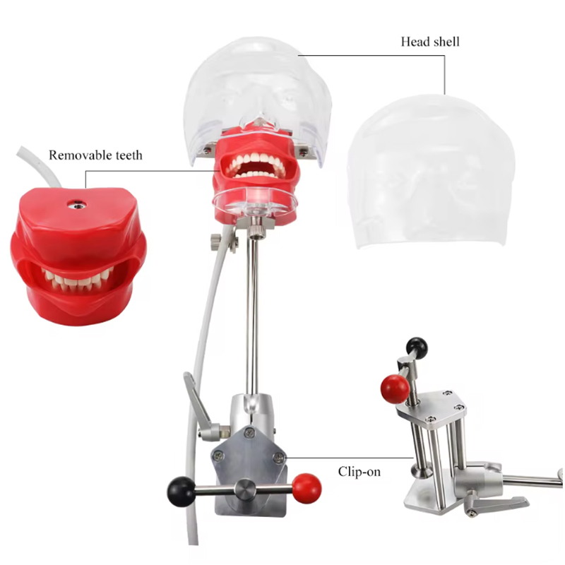Dental Head Model Simulator Manikin Phantom Head Dental Phantom Head ...