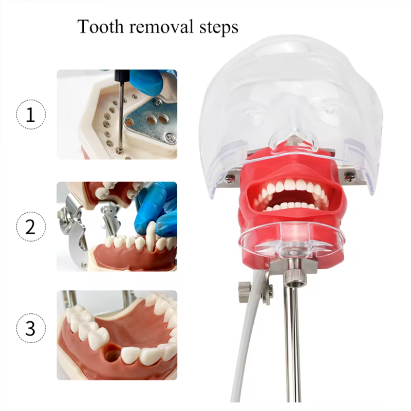 Dental Head Model Simulator Manikin Phantom Head Dental Phantom Head ...