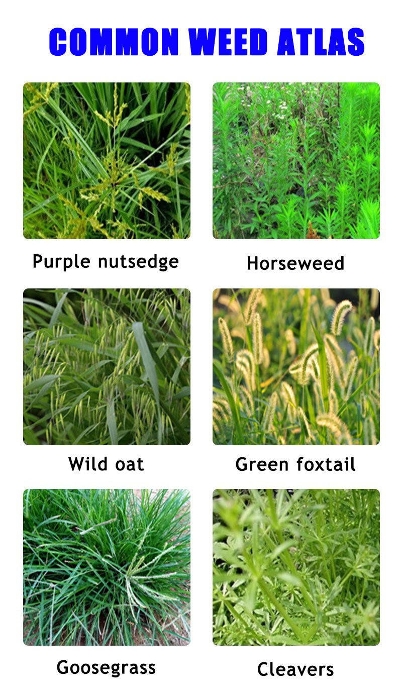 Kill grass herbicide DPP Herbicide grass killer Herbicide for grass