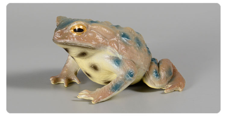 Realistic Toad Frog Figure Plastic Hand Painted Wild Animal Insects ...