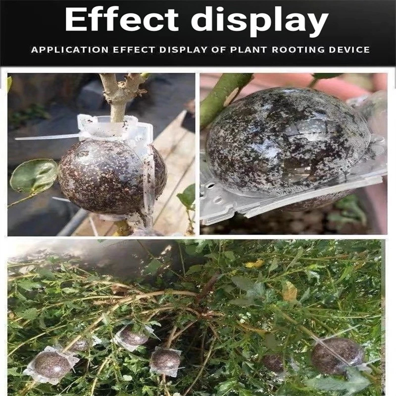 [COD]10/20/50PCS Reusable Plant High Pressure Propagation Ball Rooting ...