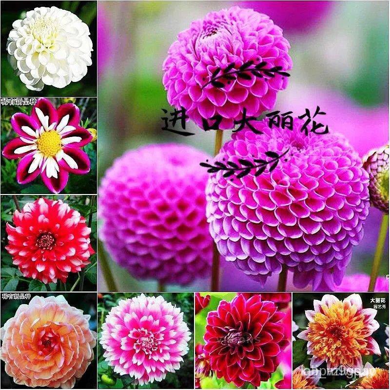 Plantable/50PCSMixed Color Dahlia Seeds-For Garden DecorationDL05 OBJG ...