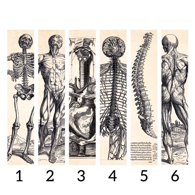 Vintage Anatomy bookmarks | Shopee Philippines