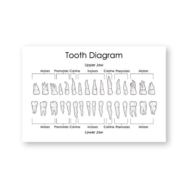 Human Teeth Diagram Canvas Painting Posters Prints Dental Clinic Wall