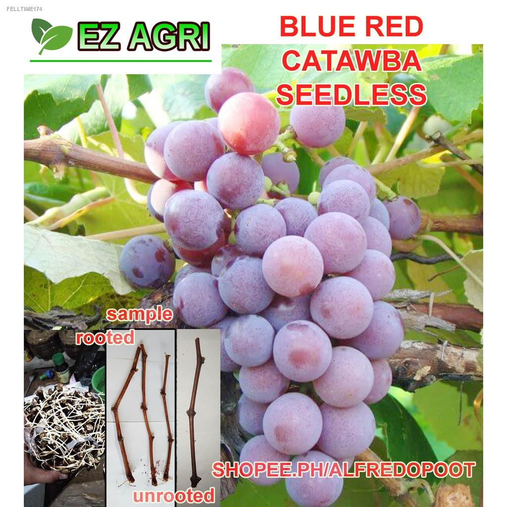 EZ Grapes Cuttings Grape Cuttings white muscat of alexandria, giant