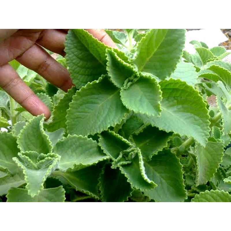 Oregano Leaves (Fresh/Dried/Cuttings) Shopee Philippines