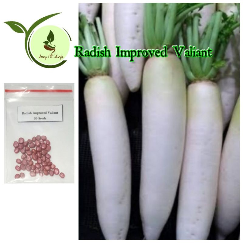 Radish Labanos 50 seeds | Shopee Philippines