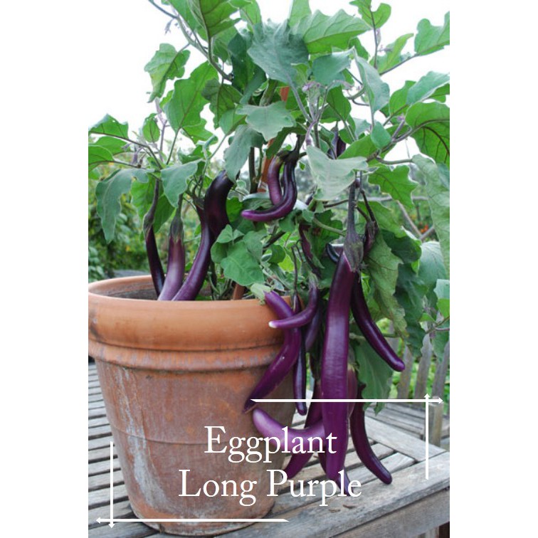 Product image Long Purple Eggplant seeds - 50 seed *Pot Friendly - Mango Garden