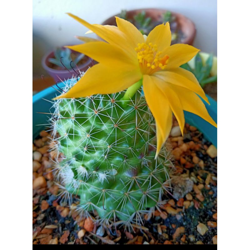 Mammillaria sp cactus (no flower yet)