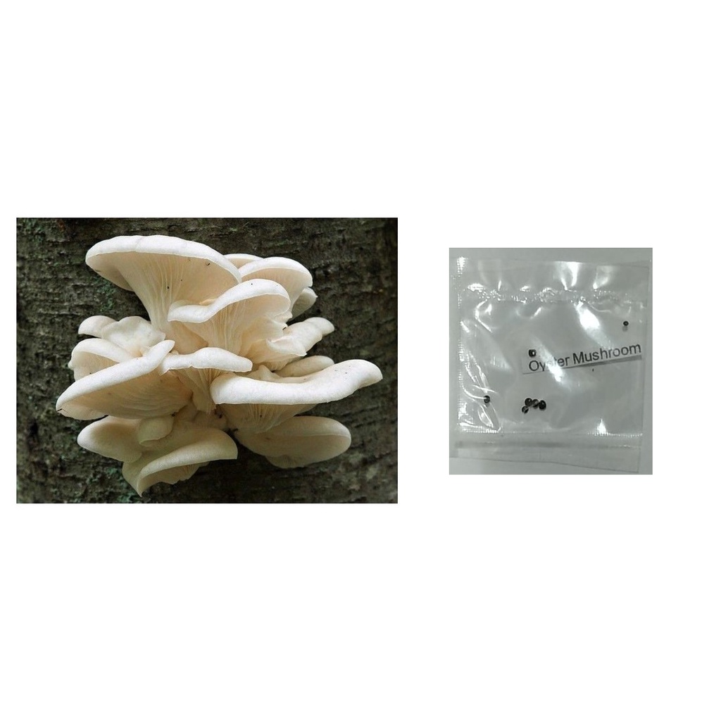 oyster mushroom fungi seeds | Shopee Philippines