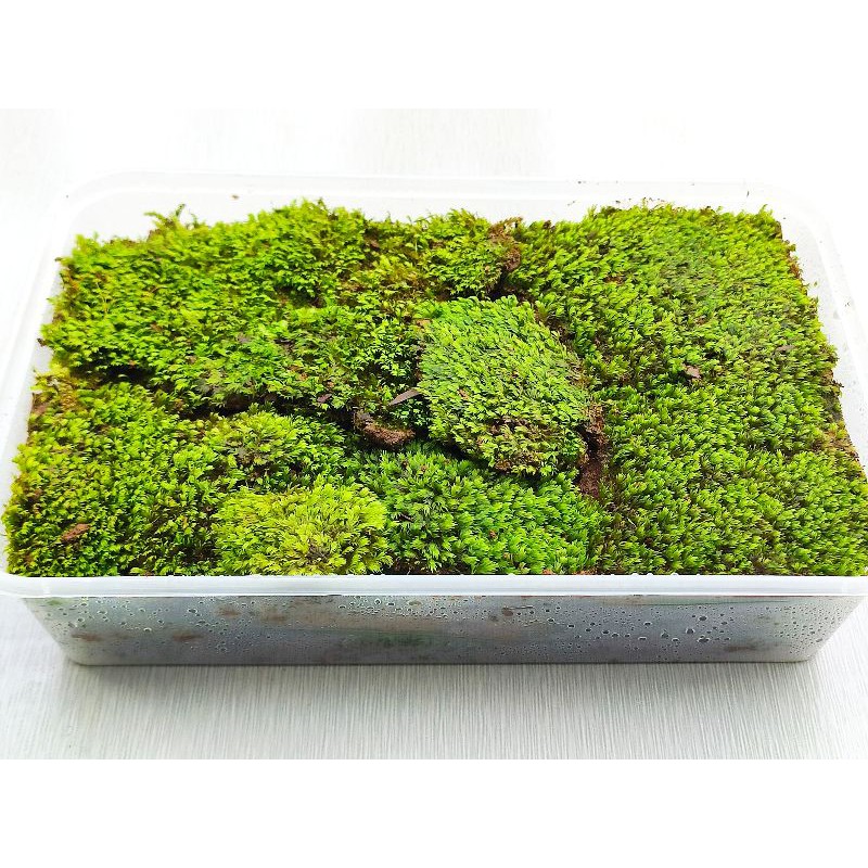 Land Moss for Terrarium,Bonsai,Plants,Enclosure,Land moss, Terrestrial