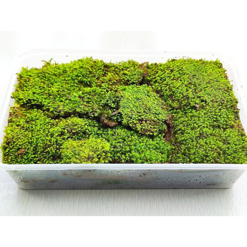 MOSS FOR TERRARIUM SALE PH