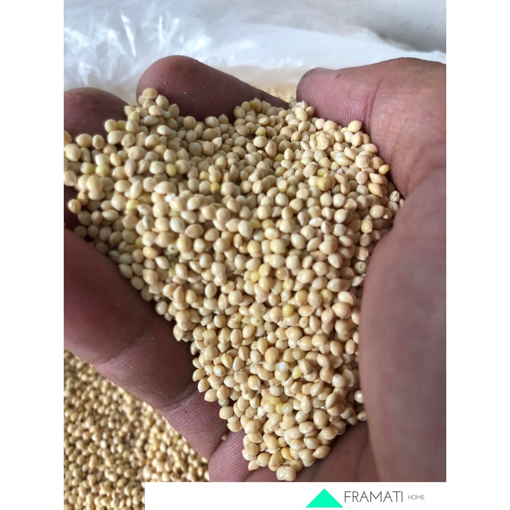 YELLOW MILLET / WHITE MILLET bird seed 1KG Shopee Philippines