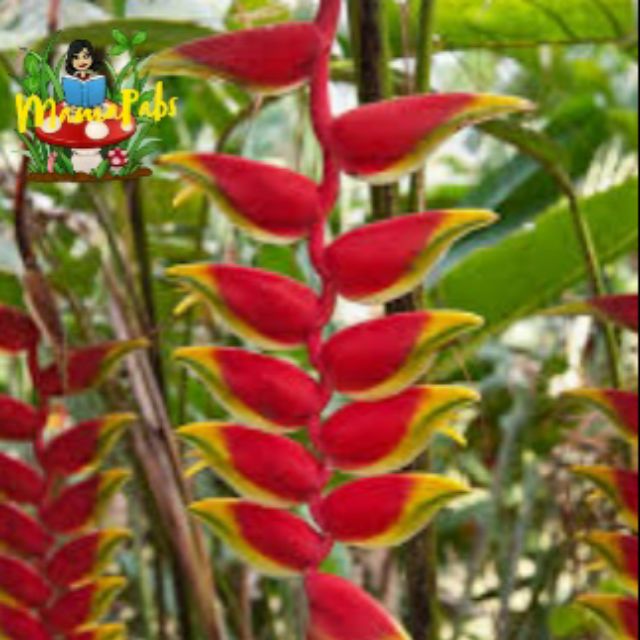 MamaPabs Heliconia Rostrata Rhizomes/Hanging Lobster Claw Plant/False Bird of Paradise Plant