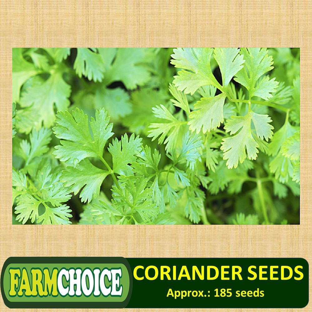 CORIANDER / CILANTRO / WANSOY HERBS SEEDS (185 seeds) Shopee