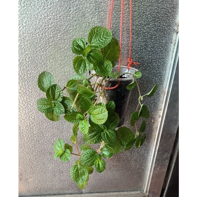 creeping charlie hanging plant with free galaxy sticker | Shopee ...