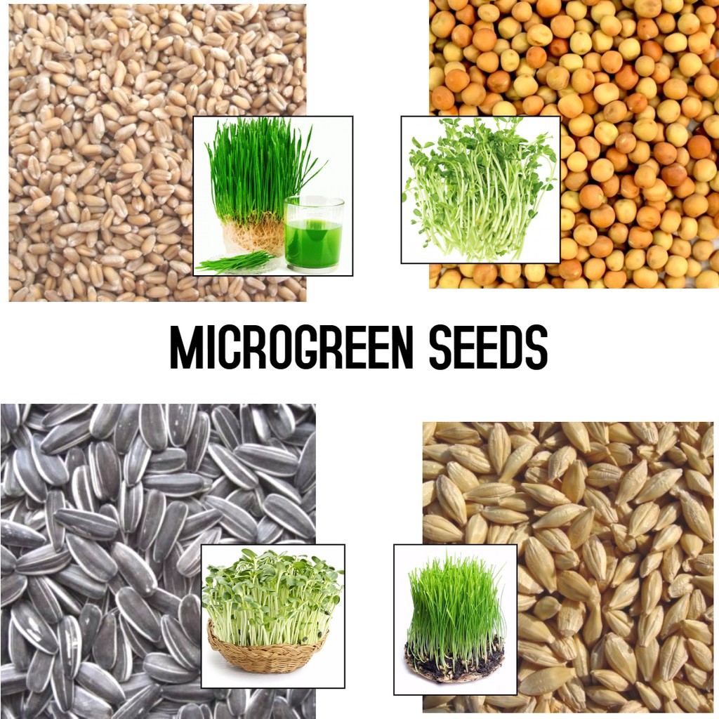 Microgreen Seeds (250g) Retail | Shopee Philippines