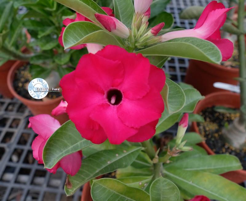 2pcs Adenium Obesum Seeds Desert Rose Seeds Flower Seeds Planting ...