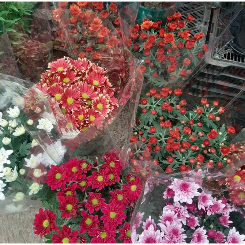 Malaysian deals mums flower