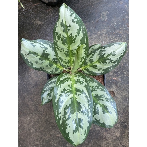 Aglaonema Tom's Pride Chinese Evergreen Live Indoor Houseplant - 4" Pot, White Splash