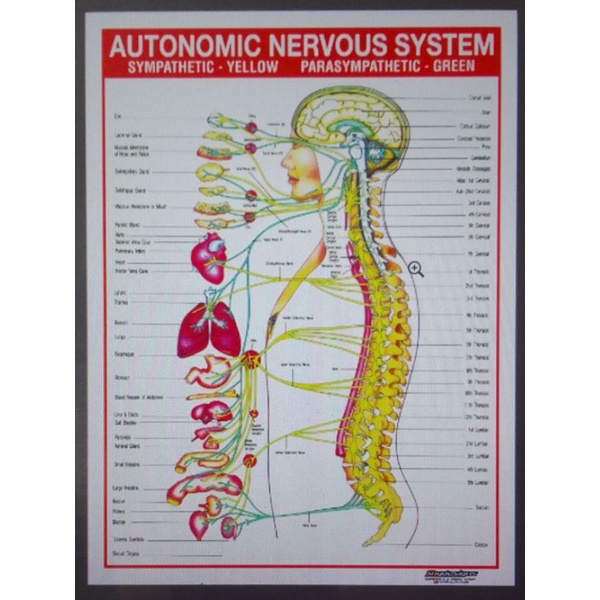 EDUCATIONAL TARPAULIN CHART AUTONOMIC NERVOUS SYSTEM 45X60CM | Shopee ...