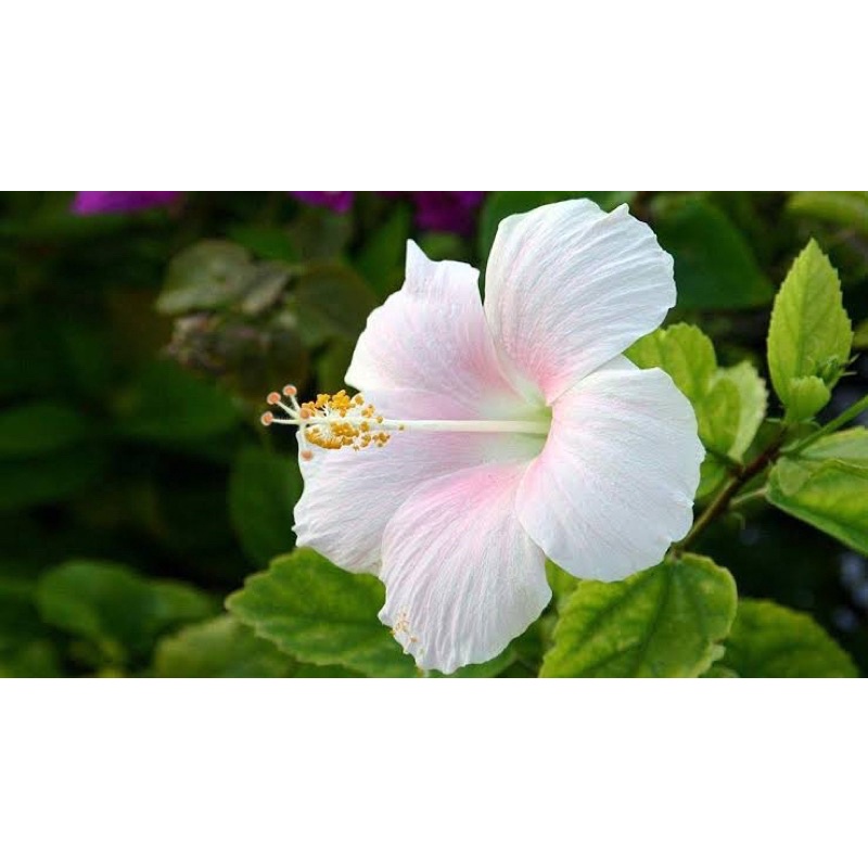 Hibiscus White Gumamela Flower Plant Home Garden Seeds Variety004 (20