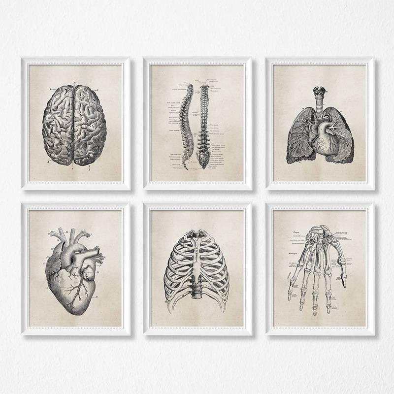 Human anatomy system vintage poster Wall Art Canvas Painting Prints ...