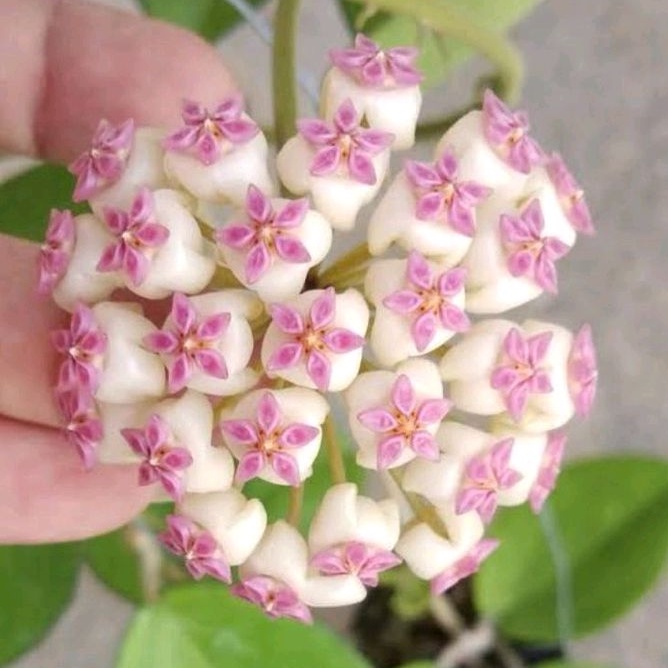 HOYA ICENSIS (H. PATCHARAWALAI) | Shopee Philippines