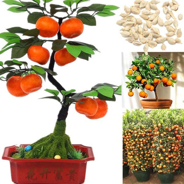 20Pcs Bonsai Orange Tree Seeds Indoor Sweet Fruit Tree Seeds Balcony