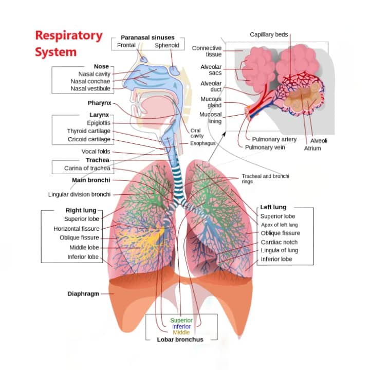 Respiratory System, Nervous System, Skeletal System, Digestive System 