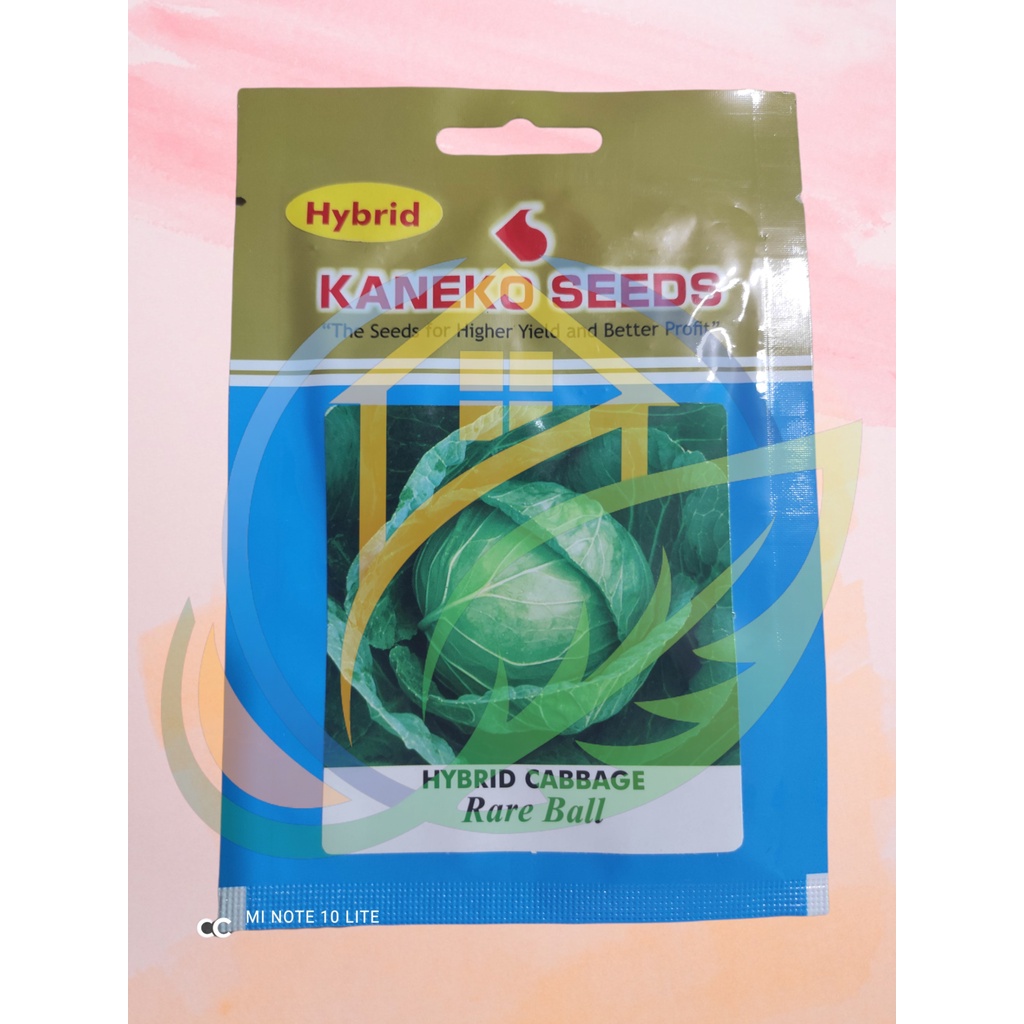 Kaneko Seeds Pack Hybrid Cabbage Rare Ball Shopee Philippines