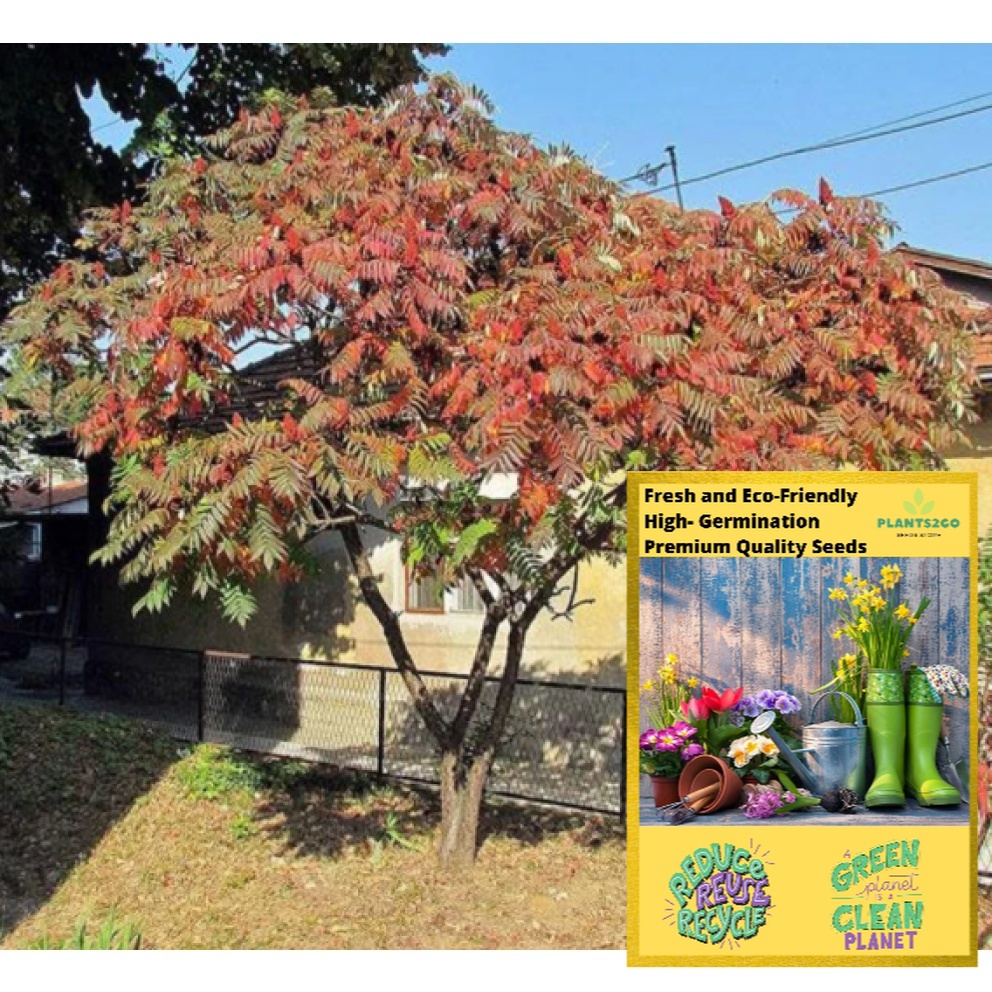 Dwarf Sumac Tree Seeds K99 1 Gram of High germination Flowering Plant