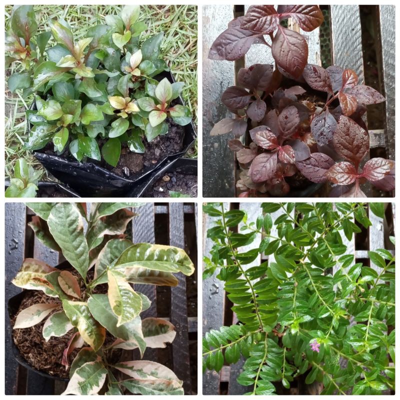 Picara Plant, Cuphea Violet, Kutsarita Plant, Joyweed | Shopee Philippines
